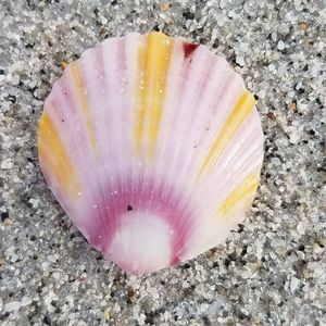 Meet your Posher, Jane